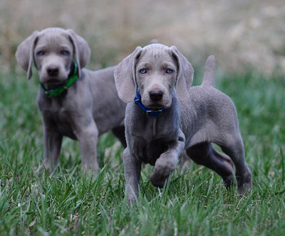 weim puppies