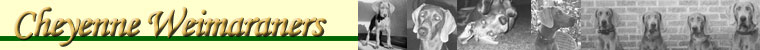 Cheyenne Weimaraners